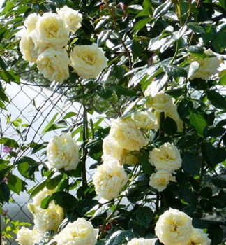 Kletterrose 'ELFE' *** Tantau, Cont. 2 l