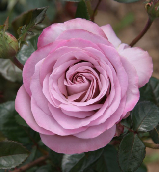 Groblumige Buschrose BLUE GIRL ***, Cont. 3 l