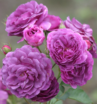 Rose �MINERVA�� ** auf Stamm 60 cm, Cont. 7,5 l