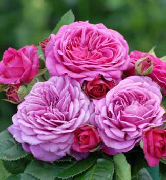 Rose HEIDI KLUM **** Tantau, Cont. 2 l