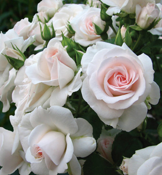 Rose ASPIRIN ROSE * Tantau, Cont. 2 l