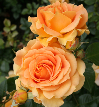 Rose 'GOLDELSE' *** Tantau, Cont. 2 l