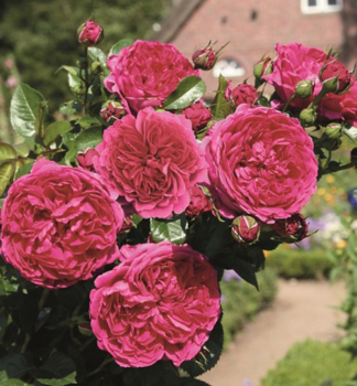 Stammrose �SOUL�� **** auf Stamm 100 cm, Cont. 7 l