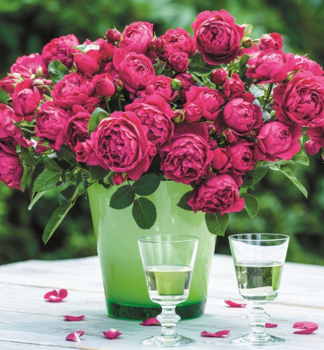 Groblumige Buschrose SOUL **** ADR, Tantau, Cont. 2 l