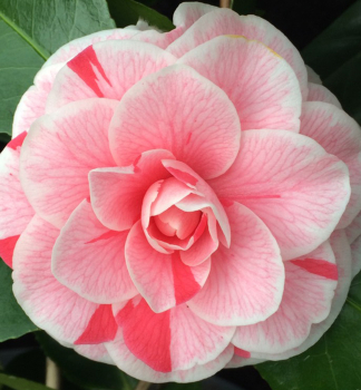 Japanische Kamelie 'BONOMIANA', Cont. 0,5 l