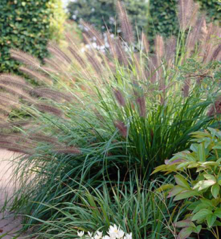 Lampenputzergras �VIRIDESCENS� 15-20 cm, Cont. 2 l