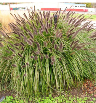 Lampenputzergras �VIRIDESCENS� Cont. 0,5 l