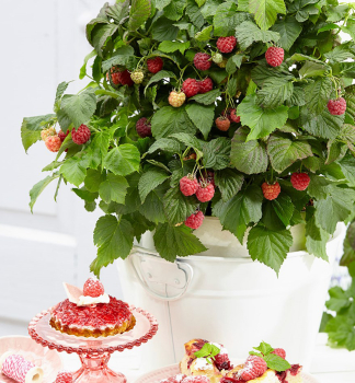 Zwerge Himbeere 'BON BON BERRYYUMMY' 20-30 cm, Cont. 2 l