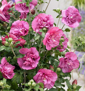 Straucheibisch MAGENTA CHIFFON 50-60 cm, Cont. 5 l