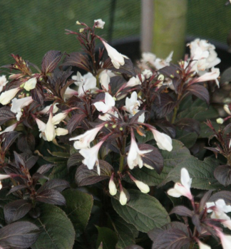 Weigelie EBONY AND IVORY 50-60 cm, Cont. 2,5 l
