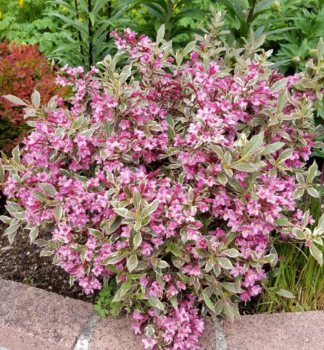 Weigelie ALL SUMMER MONET 20-30 cm, Cont. 2,5 l