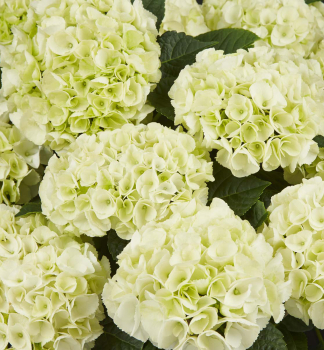 Bauern-Hortensie SAXON BRIGHT WHITE 20-30 cm, Cont. 4 l