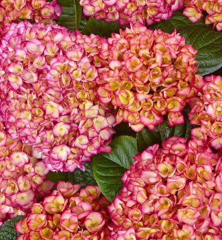 Bauern-Hortensie SAXONGRFIN COSEL 10-15 cm, Cont. 4 l