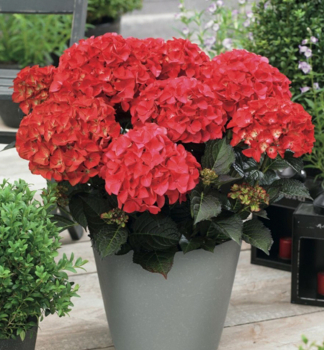 Bauern-Hortensie RED ANGEL 20-30 cm, Cont. 4 l