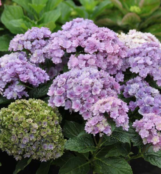 Bauern-Hortensie �YOU & ME� TOGETHER� 10-15 cm, Cont. 1,4 l