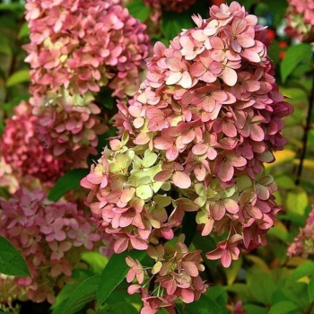 Obrzok (7)