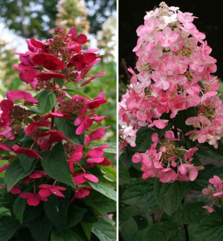 Rispenhortensie �MAGICAL FIRE�� 20-30 cm, Cont. 2,5 l