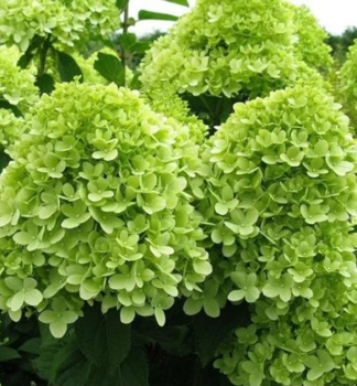 Rispenhortensie MOJITO 20-30 cm, Cont. 4 l