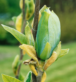 Magnolie BLUE BABY 80-100 cm, Cont. 7 l