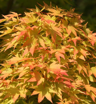 F�cherahorn 'SANGOKAKU' auf Stamm 120 cm, Cont. 12 l