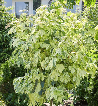 Bergahorn 'HERMITAGE' auf Stamm 90 cm, Cont. 10 l