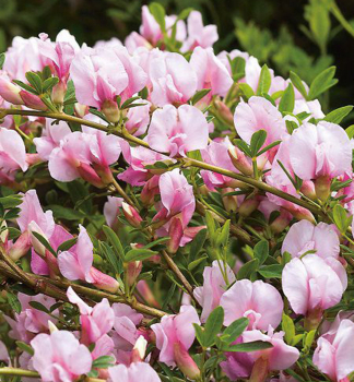 Besenginster �MOYCLARE PINK� 20-30 cm, Cont. 2,5 l