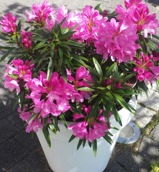 Rhododendron GRAZIELLA 20-30 cm, Cont. 3 l