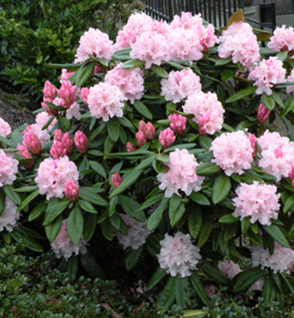 Rhododendron CHRISTMAS CHEER 30-40 cm, Cont. 5 l