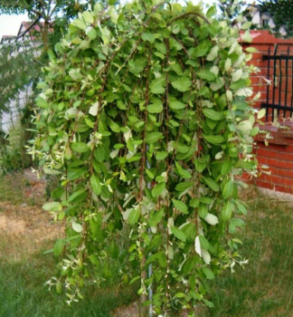 Harlekinweide 'PENDULA' auf Stamm 100 cm, Cont. 4 l