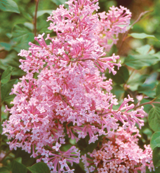 Flieder BLOOMERANG PINK PERFUME auf Stamm 80 cm, Cont. 5 l