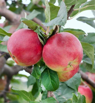 Apfel PRIMA Unterlage M9, wurzelnackt