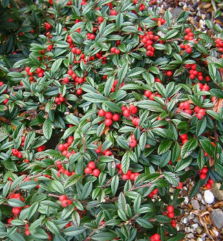 Kriechmispel �PARKTEPPICH� 40-50 cm, Cont. 1 l
