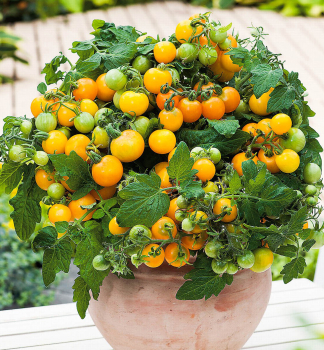 Tomatenbalkon PRIMAGOLD, Cont. 1 l