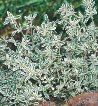 Zitronen-Thymian �SILVER QUEEN� Cont. 0,5 l