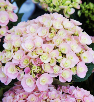 Bauern-Hortensie LOVE 10-15 cm, Cont. 1,4 l