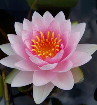 Seerose 'HOLLANDIA' Cont. 1 l