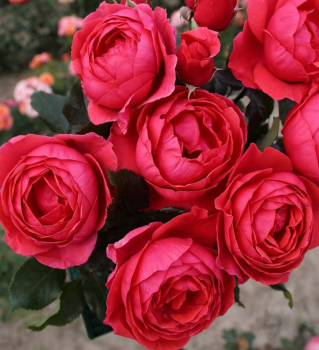 Stammrose 'GARTEN PRINZESSIN MARIE-JOSɮ', auf Stamm 80 cm, Cont. 5 l