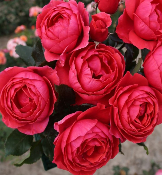 Duftrose GARTENPRINZESSIN MARIE-JOSɮ *****ADR, Kordes 2016, Cont. 2 l