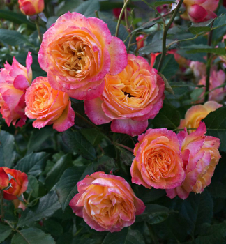 Rose GARTENSPASS ** Kordes 2008, Cont. 2 l