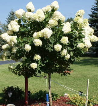 Rispenhortensie LIMELIGHT auf Stamm 90 cm, Cont. 7,5 l