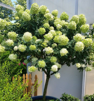 Rispenhortensie 'LIMELIGHT�' auf Stamm 40 cm, Cont. 7,5 l