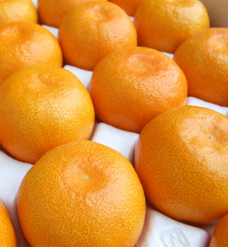 Mandarinenbaum KISHU-MIKAN 20-30 cm, Cont. 2 l