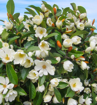 Magnolie FAIRY MAGNOLIA CREAM 30-40 cm, Cont. 3 l