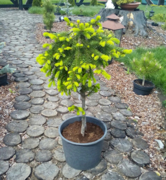 Trauer-Hngefichte FORMANEK auf Stamm 30 cm, Cont. 5 l