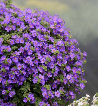 Schneeflockenblume �YAKIMA�GIGA BLUE�, Cont. 0,5 l