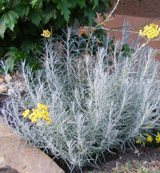 Currykraut, Cont. 0,5 l