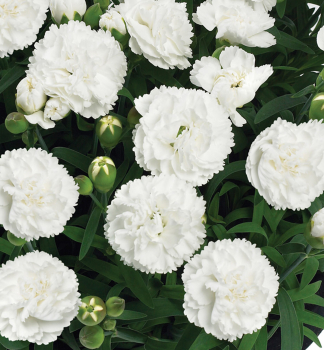 Nelke �DINAMIC WHITE�, Cont. 0,5 l