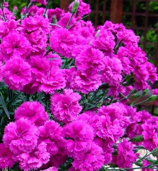 Nelke �DINAMIC VIOLET�, Cont. 0,5 l