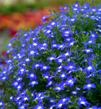 M�nnertreu 'WFL�HOT BAVARIA', Cont. 0,5 l