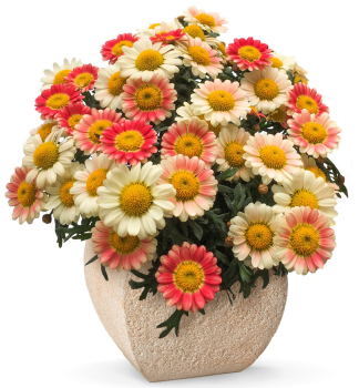 Chrysantheme �DAY-ZEE CREAM PINK�, Cont. 0,5 l